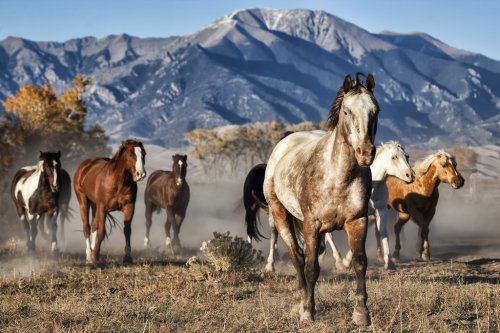 A Leader of Running Horses with Mountain Backdrop - 901155437