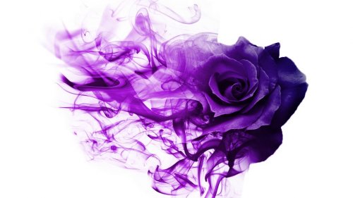 Purple smoke rose