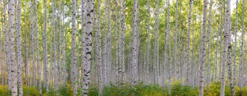 Birch forest - 901155601