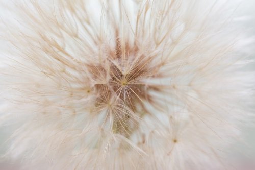 Aerial dandelion on white background. Relax, air. Copy space - 901155610