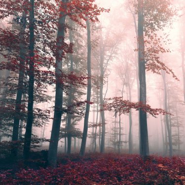 Beautiful red colored foggy dreamy forest - 901155643