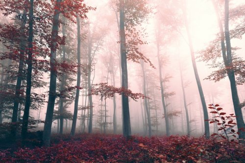 Beautiful red colored foggy forest landscape - 901155644