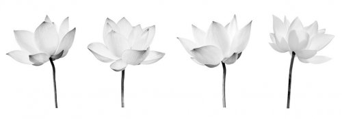 Collections Black and white Lotus flower isolated on white background. File c... - 901155688