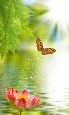 lotus flower and butterfly above water - 901155690