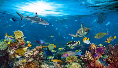 underwater paradise background coral reef wildlife nature collage with shark manta ray sea turtle colorful fish background