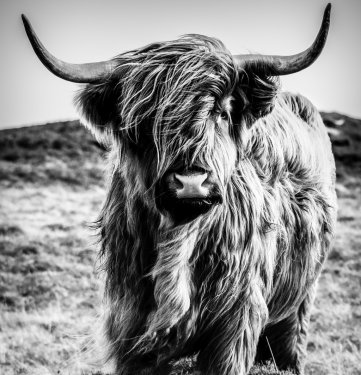 Highland Cow Black and White - 901155726