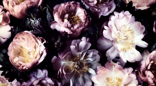 Vintage bouquet of beautiful peonies on black. Floral background. Baroque old... - 901155819