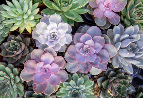 Collection of small decorative succulents in pots, top view. - 901155826