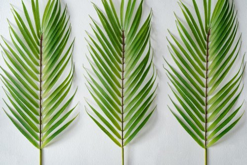 Tropical bright colorful background with exotic tropical palm leaves. Minimal... - 901155830