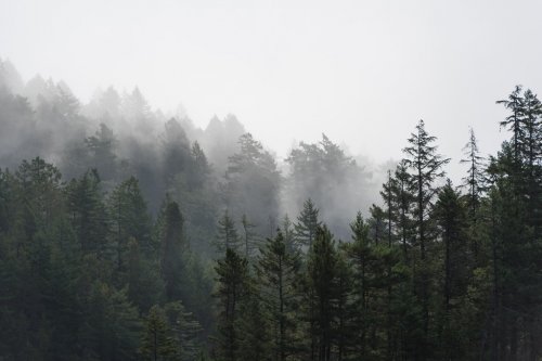 Foggy tree landscape of the Pacific Northwest, North America - 901155872
