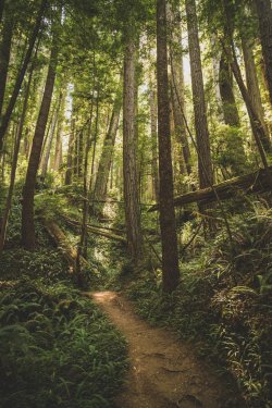 Beautiful and mysterious hiking trail through lush green old growth redwood forest
