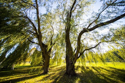 Green Willow tree in sunny summer day - 901155882