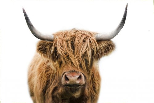highland cow - 901155914