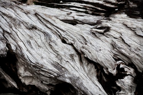 Gray driftwood closeup - 901155955