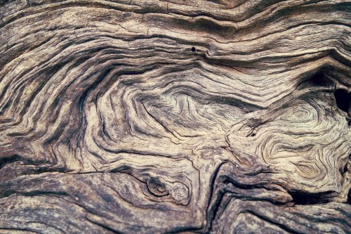 Bark Tree wood texture - 901155960
