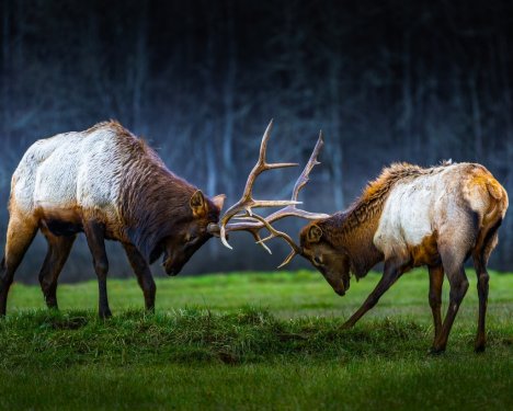 Young Elk takes on old bull - 901155963