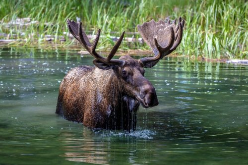 Moose with big antlers standing in water of Moose Lake in Jasper National Par... - 901155964
