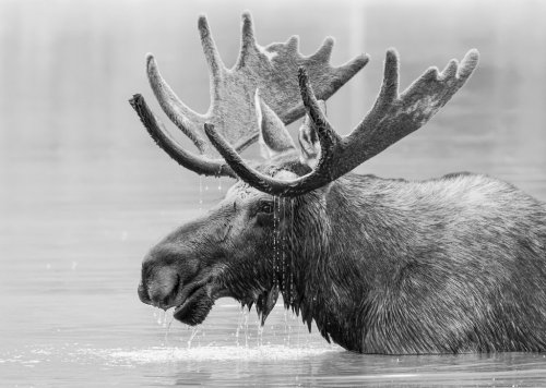 Bull Moose in Lake. Black and White Treatment. Shiras Moose in Colorado. Shir... - 901155974