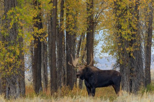 Bull Shiras Moose in the Fall Rut - 901156009