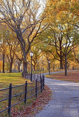 Autumn Color: Fall Foliage in Central Park, Manhattan New York