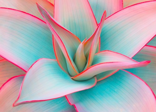 agave leaves in trendy pastel colors for design backgrounds - 901156032