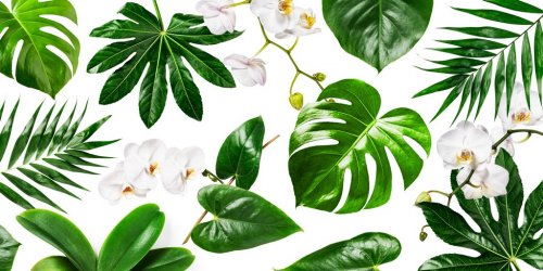 White orchid flowers and tropical green leaves background - 901156033