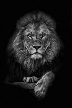 King Lion - 901156144