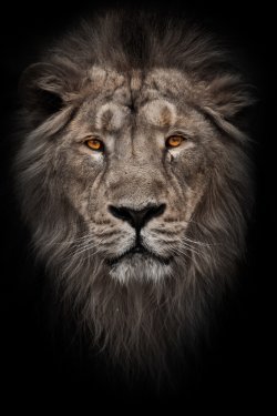 A bleached photo of a portrait of a maned (, hair) powerful male lion in nigh... - 901156150