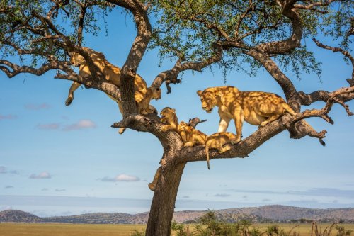 Two lionesses with four cubs in tree - 901156152