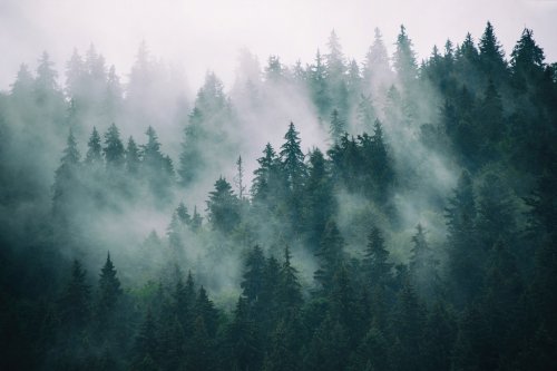 Paysage brumeux dans la forêt style vintage retro