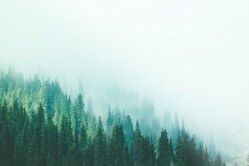 Misty fog pine forest mountain slopes color toning - 901156193