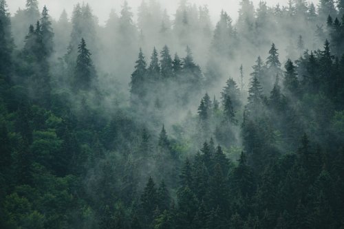 Misty mountain landscape - 901156196