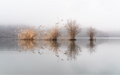 Arbres sans feuilles et roseaux dans un lac par temps de brouillard