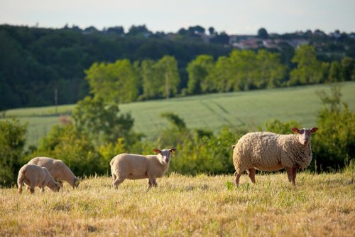 Troupeau de mouton et campagne en France - 901156291