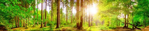 Forest panorama with bright sun shining through the trees - 901156304