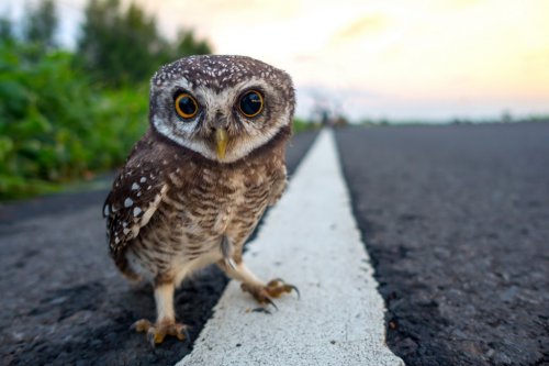 Eagle Owl/An eagle owl on blurred background