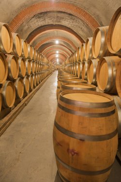 Barrels of wine - 901156417