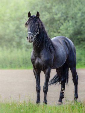 Full body portrait of black Andalusian horse