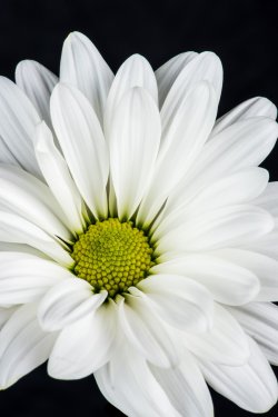 White Daisy in the Beautiful Garden - 901156460