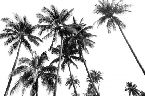 Black and white silhouettes tropical coconut palm trees isolated - 901156495