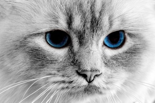 Gros plan d'un chat aux yeux bleus - 901156562