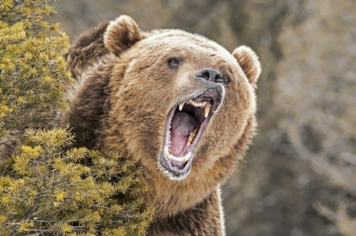 Grizzly qui hurle