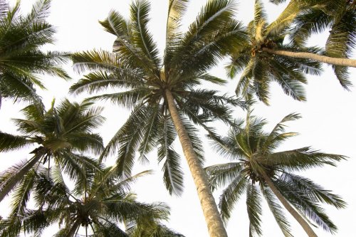 Palm Trees Low Angle Shot. - 901156697