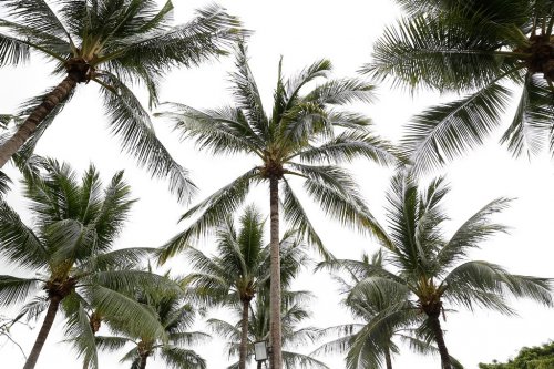 Coconut tree for background