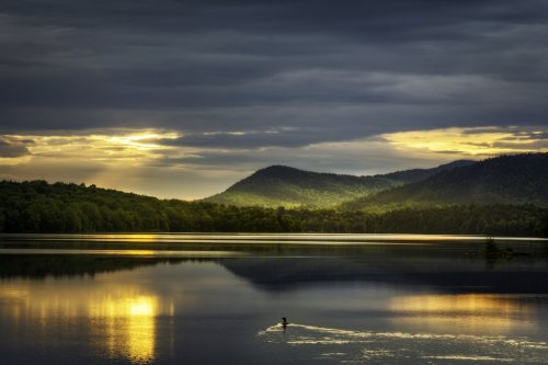 Loon watching the sunrise over Indian Lake Adirondacks New York - 901156752