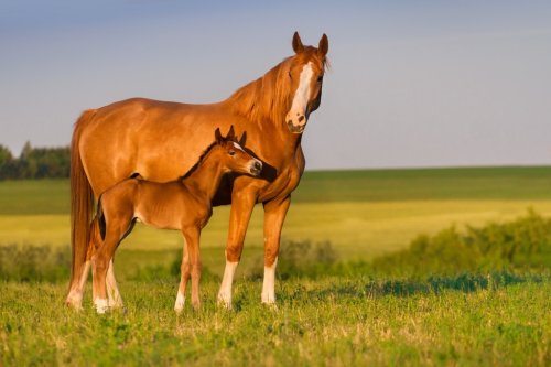 Mare with colt in beautiful field