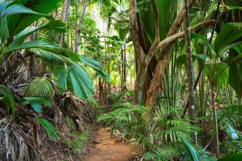 Footpath in tropical rainforest. The Vallee De Mai palm forest ( May Valley), island of Praslin, Seychelles.