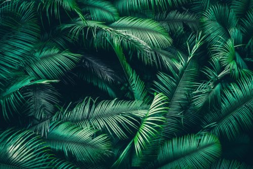 tropical forest natural background, nature scene in green tone style, concept... - 901156872