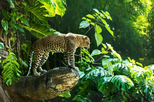 Leopard on a branch of a large tree in the wild habitat during the day about sunlight