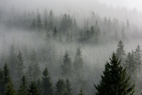 Fog above pine forests. Detail of dense pine forest in morning mist. - 901156884